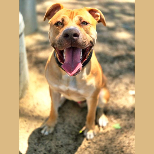 Photo of Chip