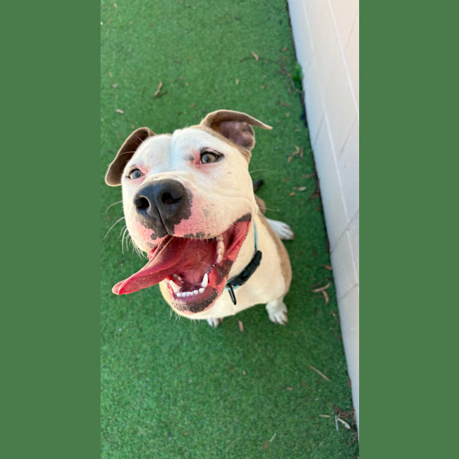 Photo of Tootsie Roll