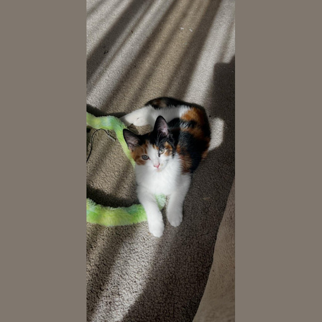Photo of Jelly Bean