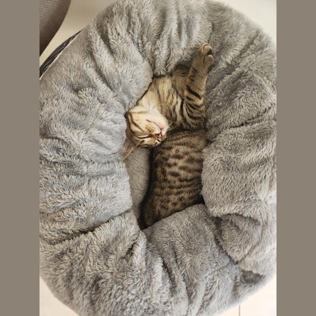 Photo of Croissant