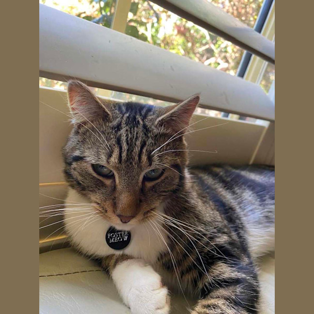 Photo of Kafoops* 9 Lives Project Rescue*