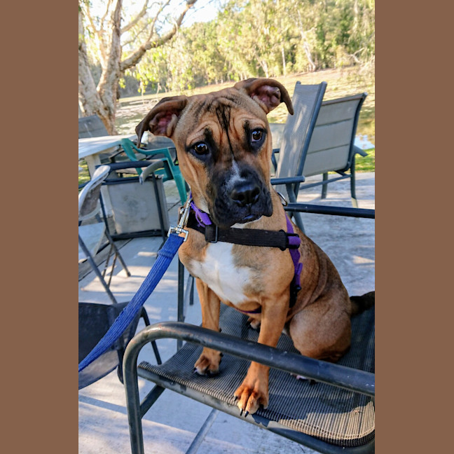 Photo of Chino