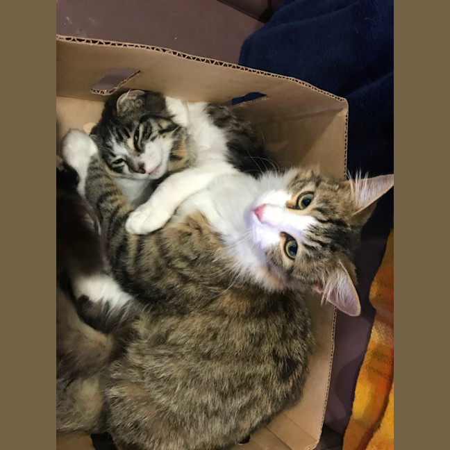 Photo of Cuddles And Sweetness