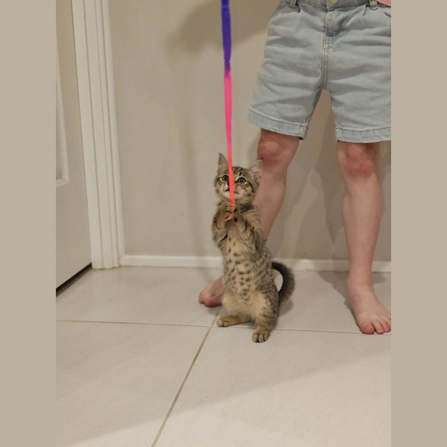 Photo of Bunny
