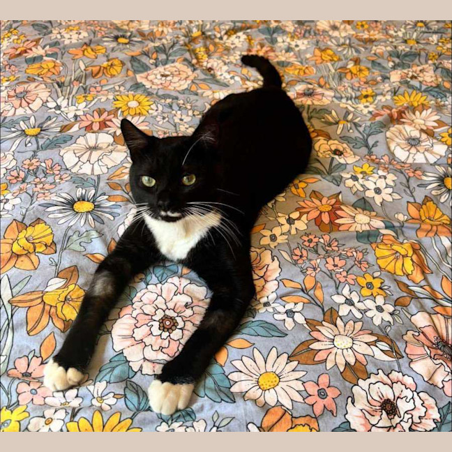 Photo of Flint   Located In Keilor Downs