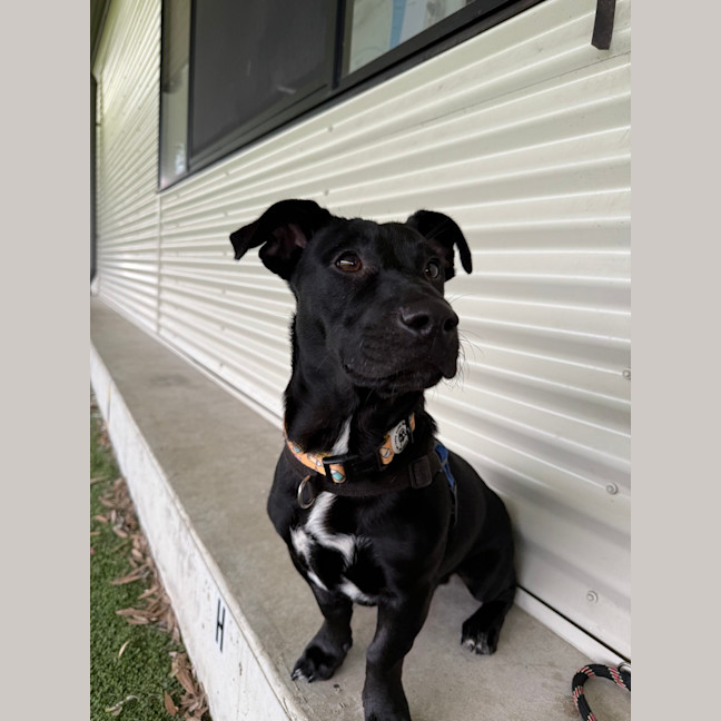 Photo of Archie
