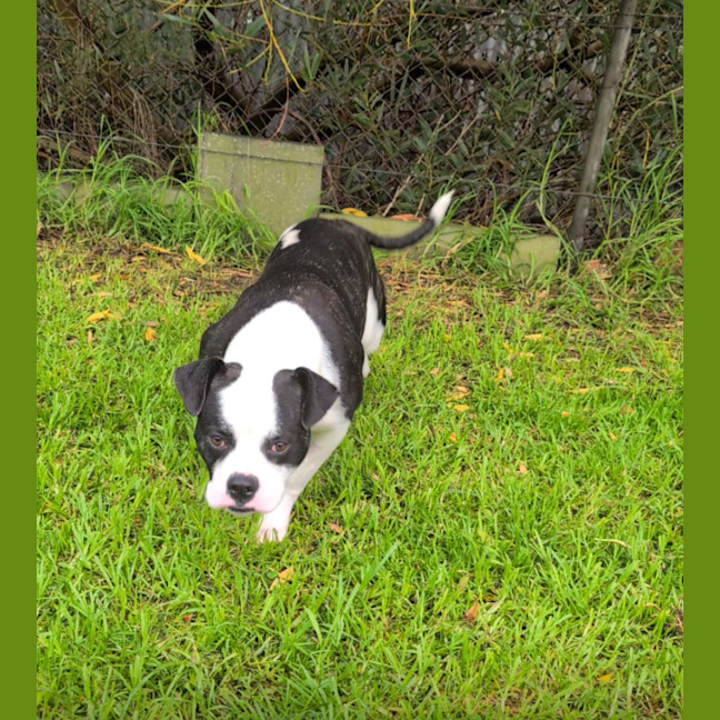 Photo of Bubba