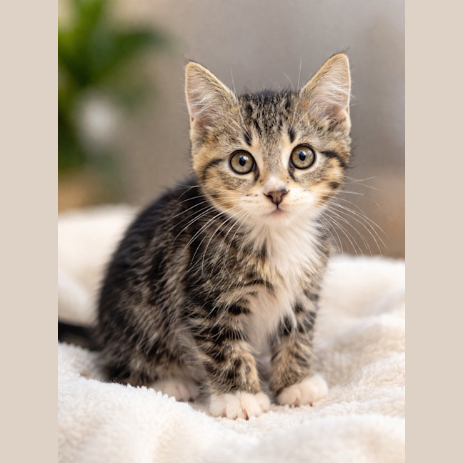 Photo of Mittens