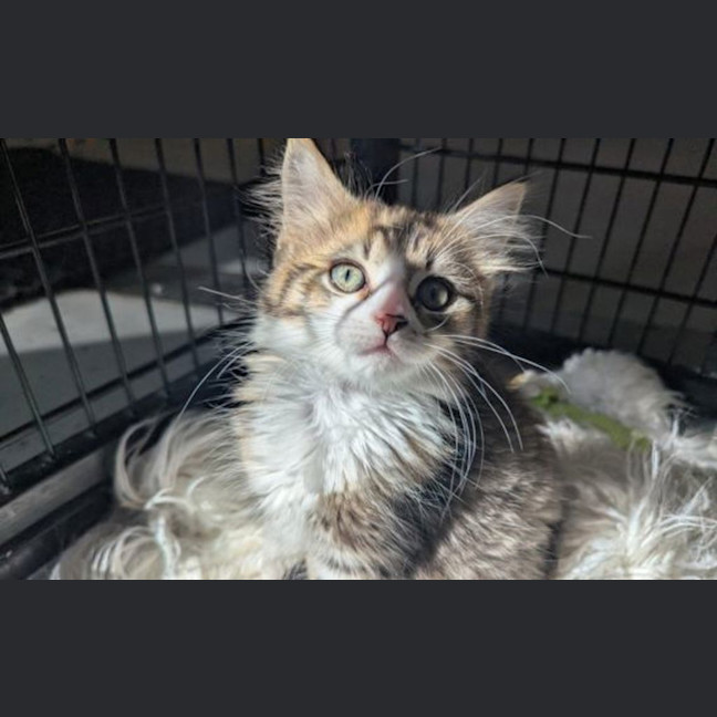 Photo of Loki