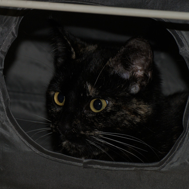 Photo of Freya