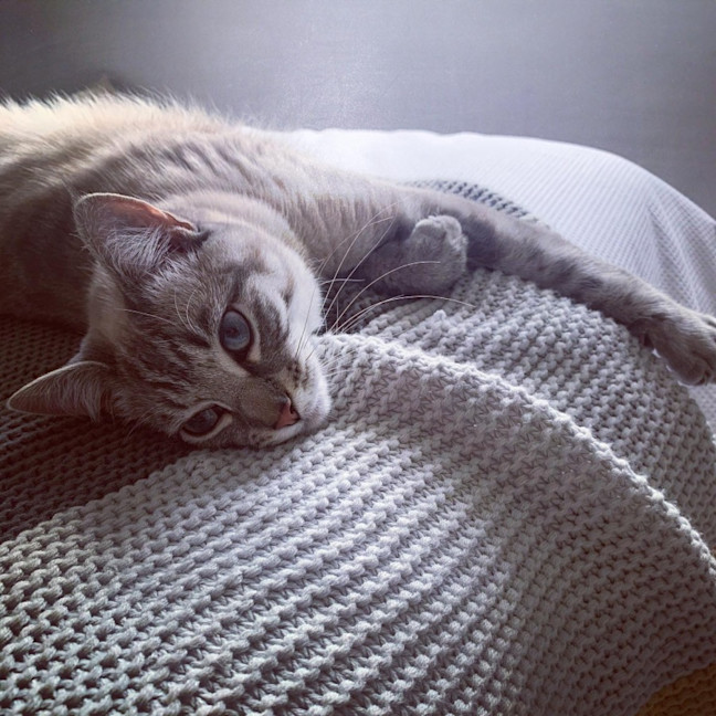 Photo of Luna Blue Eyes
