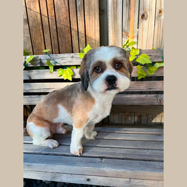 Photo of Chip