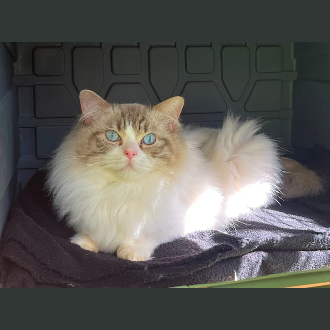Photo of Fudge