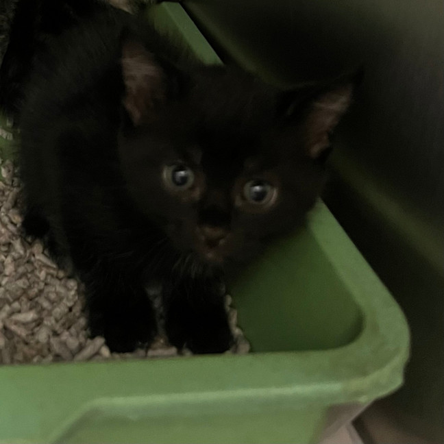 Photo of Purrlock Holmes