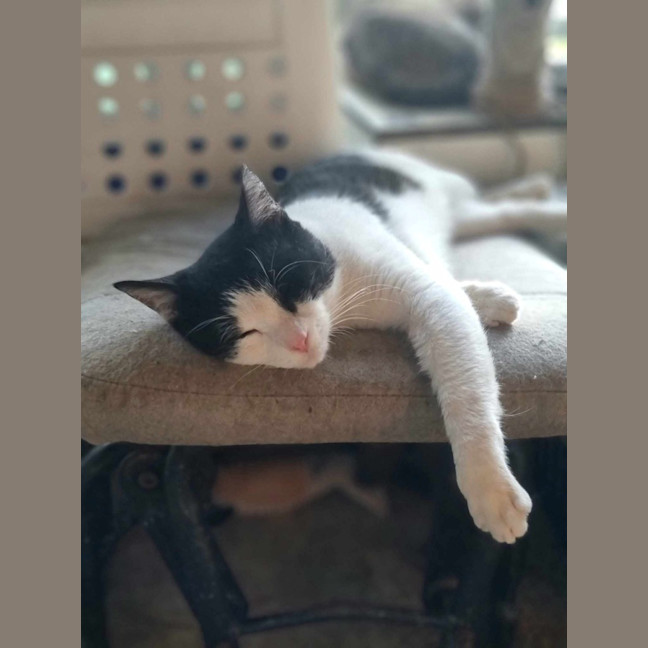 Photo of Sylvester