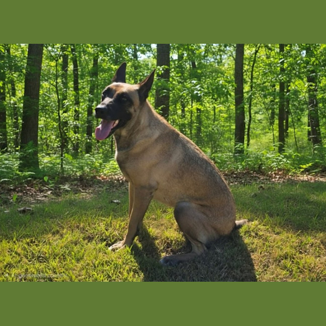 Photo of Larry   4 Year Old Belgian Shepherd X