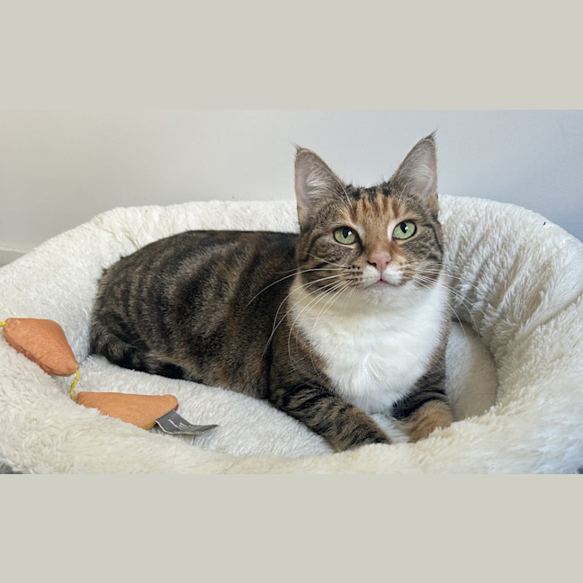 Photo of Penny