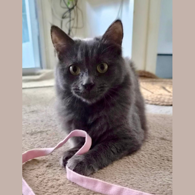 Photo of Luna
