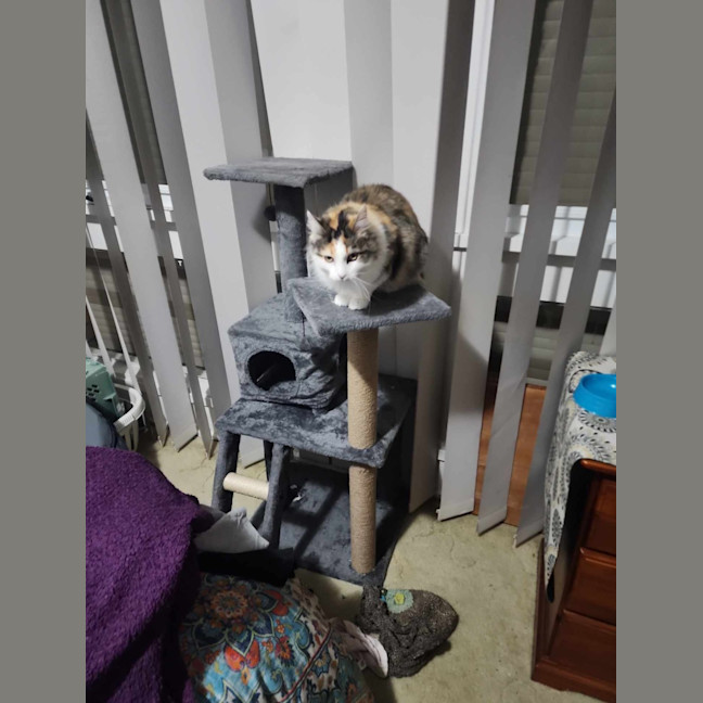 Photo of Tinkerbell Meet Me @Petstock Carrum Downs Store