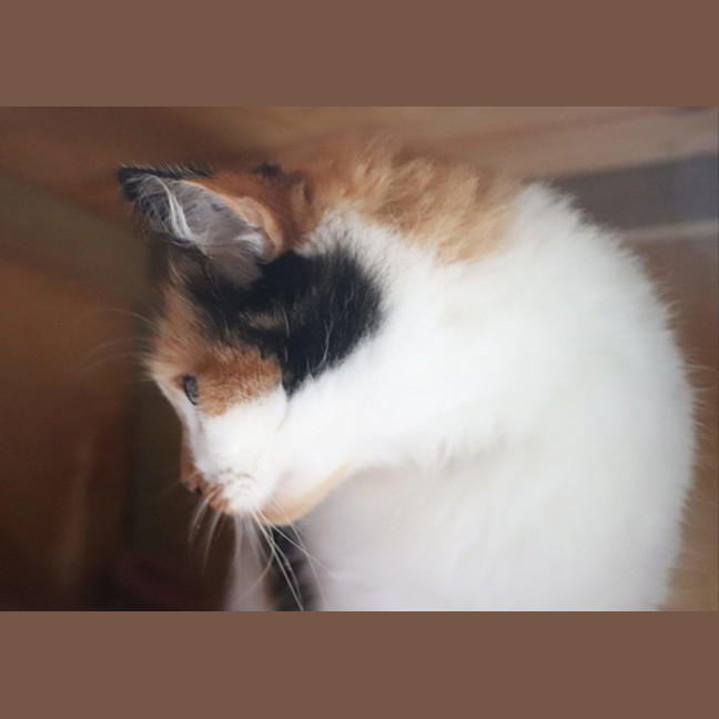 Photo of Heidi   Now At Pet Quarters Thornton