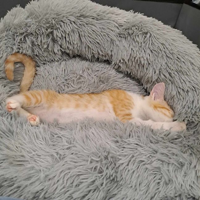 Photo of Muffin