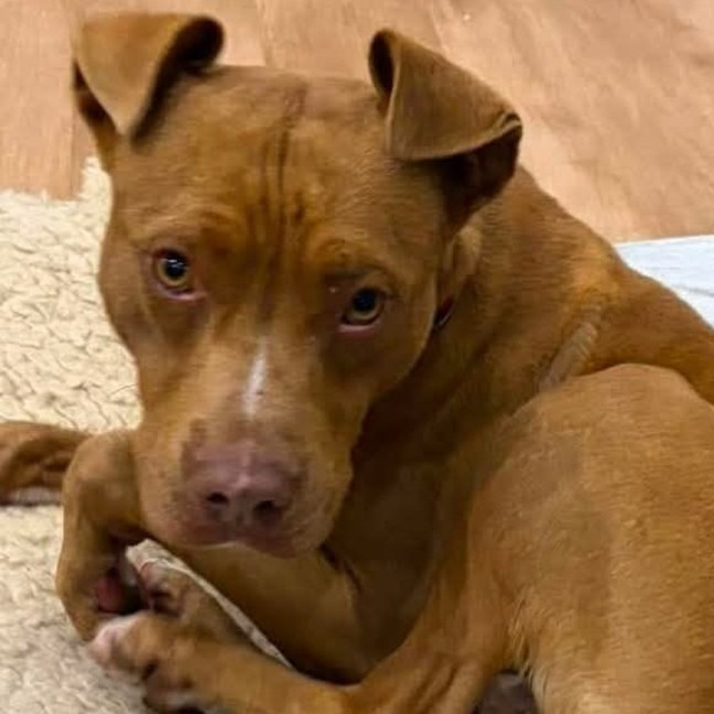Photo of Rex