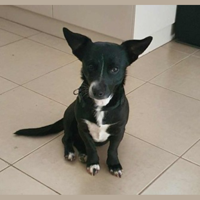 Photo of Oreo