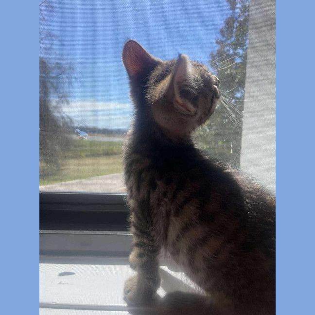 Photo of Simba