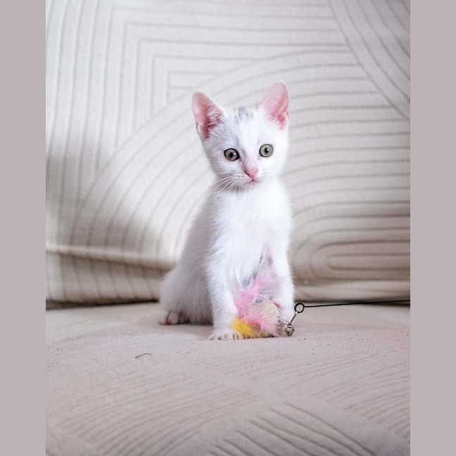 Photo of Pearl