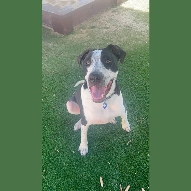 Photo of Bailey   10 Month Old Bull Arab X