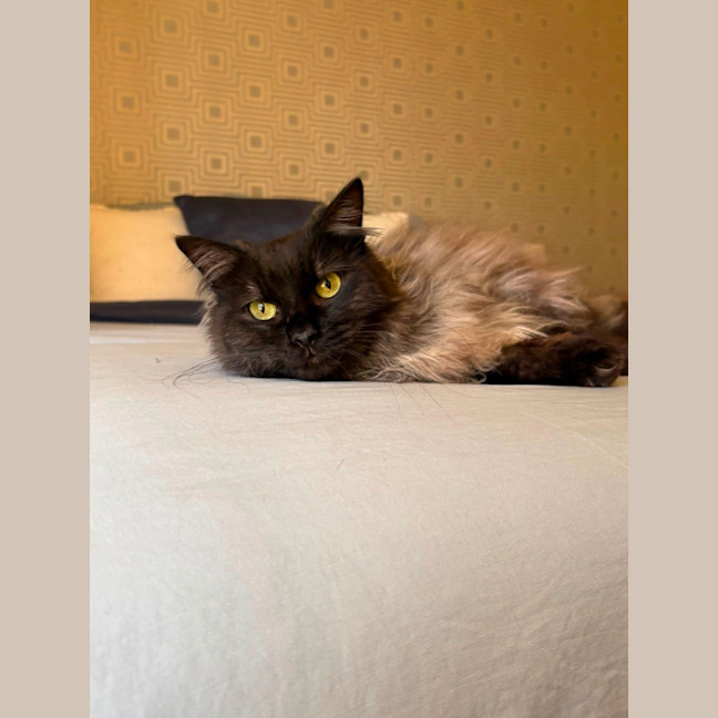 Photo of Banjo