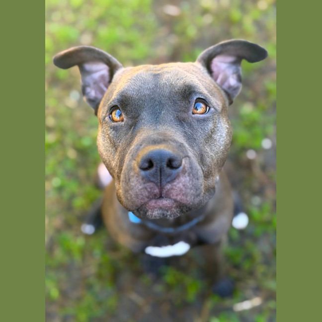 Photo of Bindi 