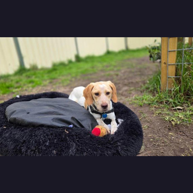 Photo of Mello