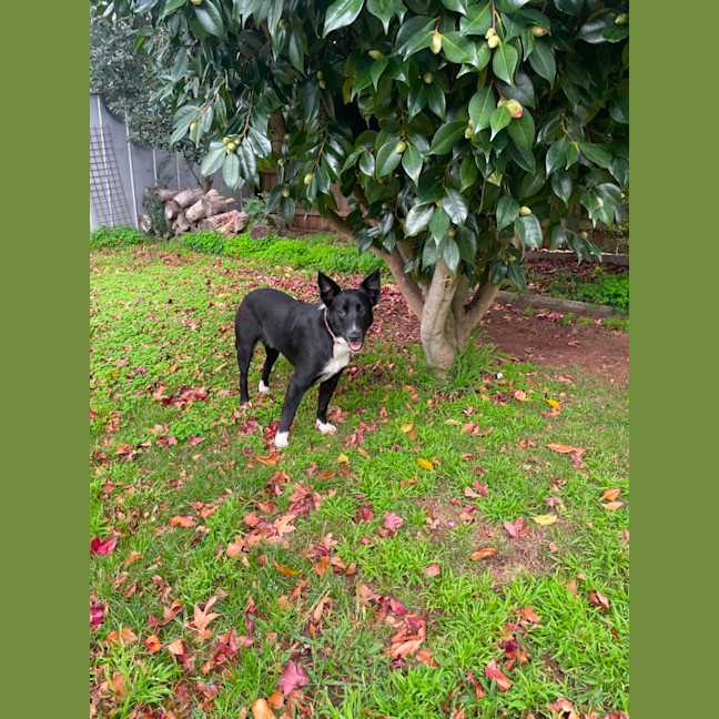 Photo of Cosmo