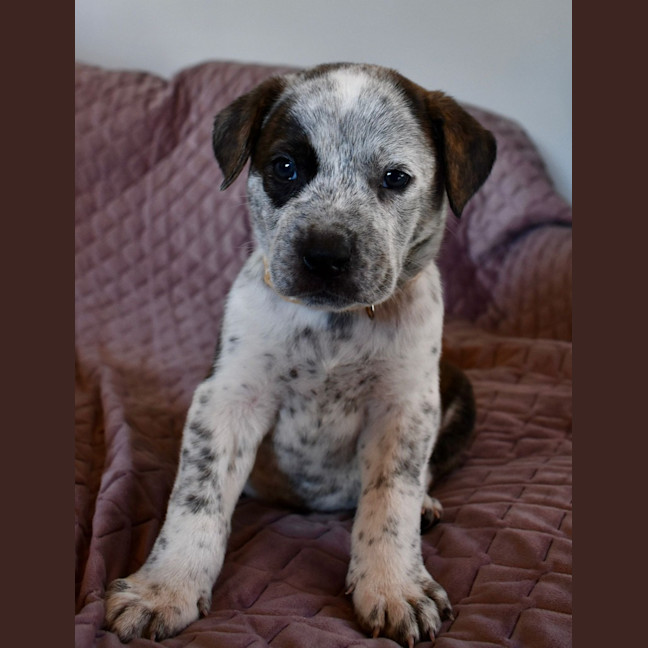 Photo of Sully