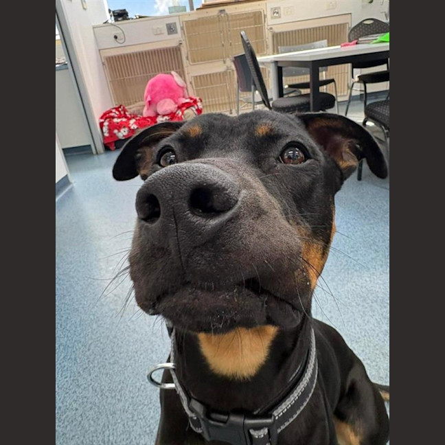 Photo of Bolt