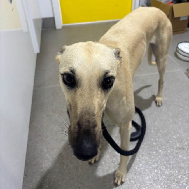 Photo of Cupcake The Greyhound