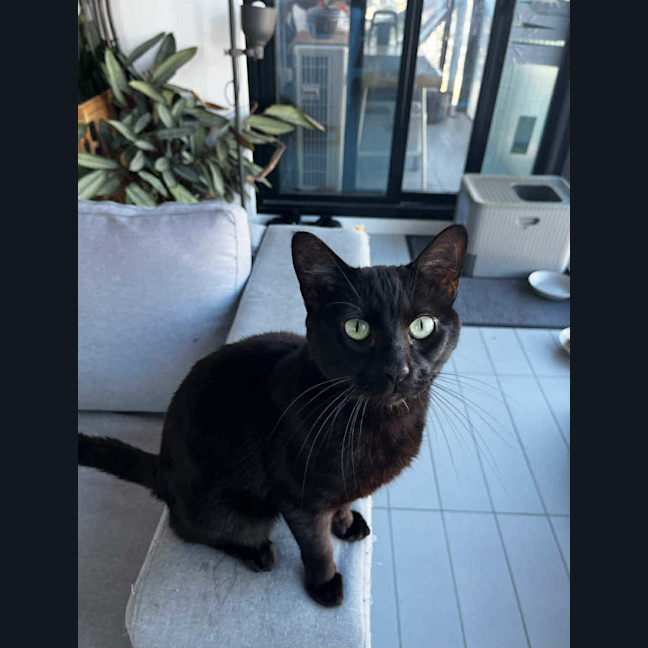 Photo of Noctis