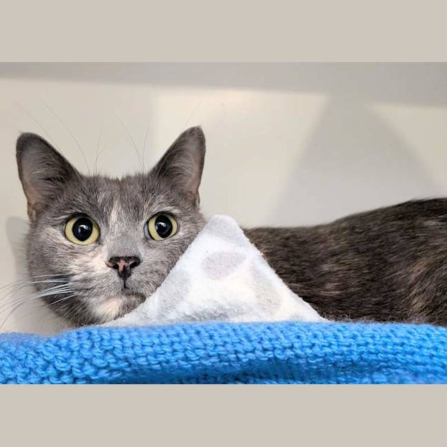 Photo of Opal