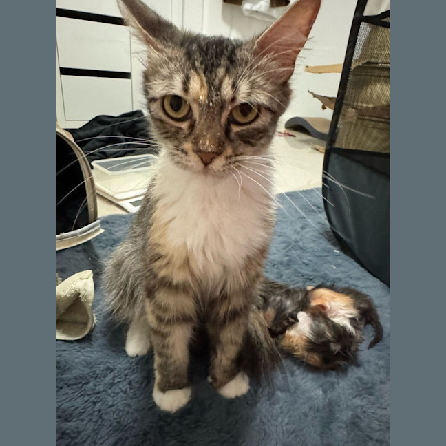 Photo of Sugar