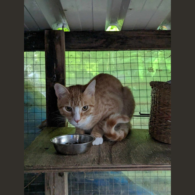 Photo of Marmalade