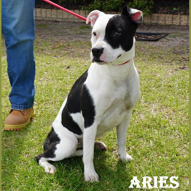 Photo of Aries