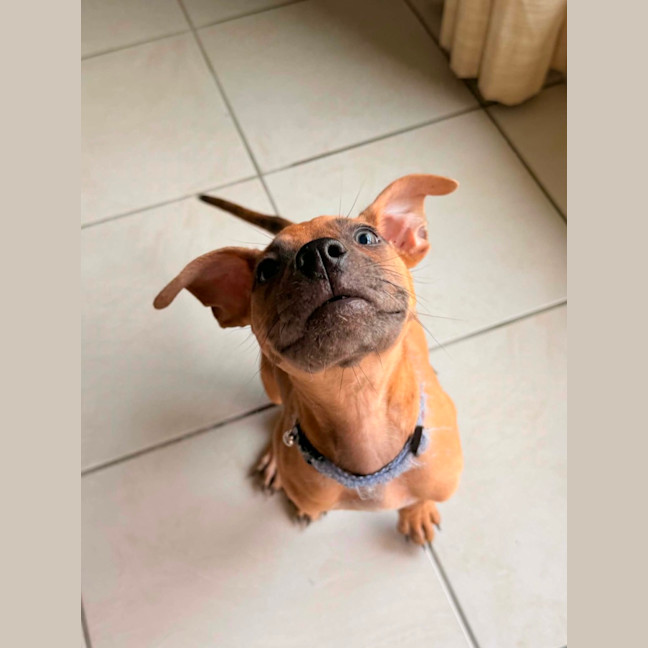 Photo of Beanie Weanie 