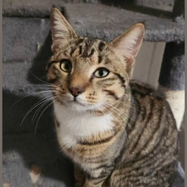 Photo of Pippin