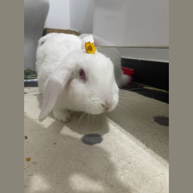 Photo of Yoyo & Yumberry