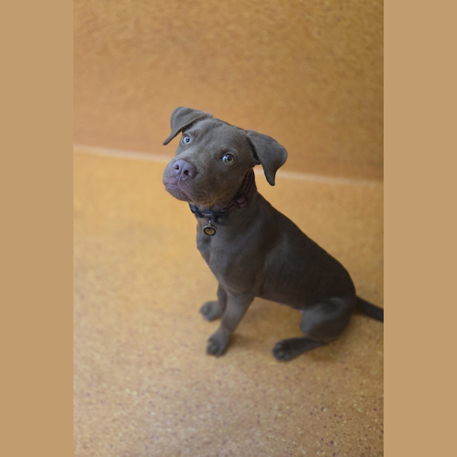 Photo of Nugget
