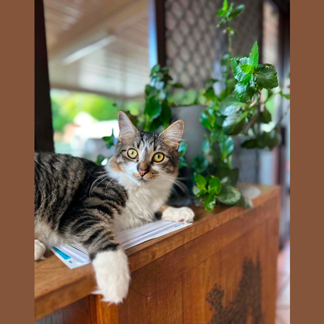 Photo of Flint 