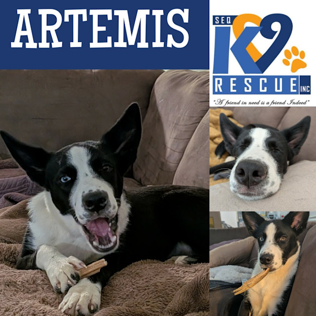 Photo of Artemis