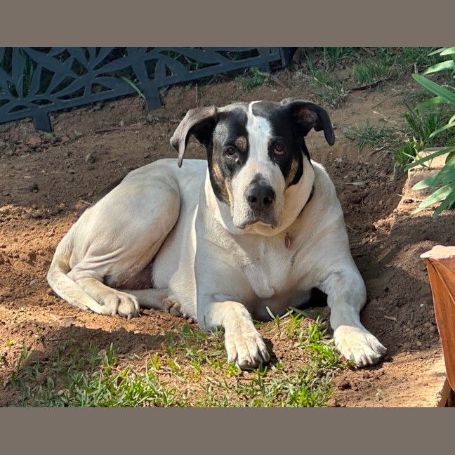 Photo of Lola   6 Year Old Great Dane