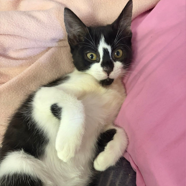 Photo of Diamond